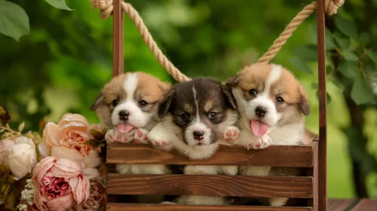 Dokaži se kao pravi znalac i prepoznaj barem sedam pasmina ovih &scaron;tenaca