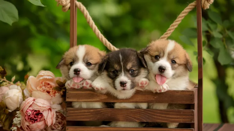 Dokaži se kao pravi znalac i prepoznaj barem sedam pasmina ovih &scaron;tenaca