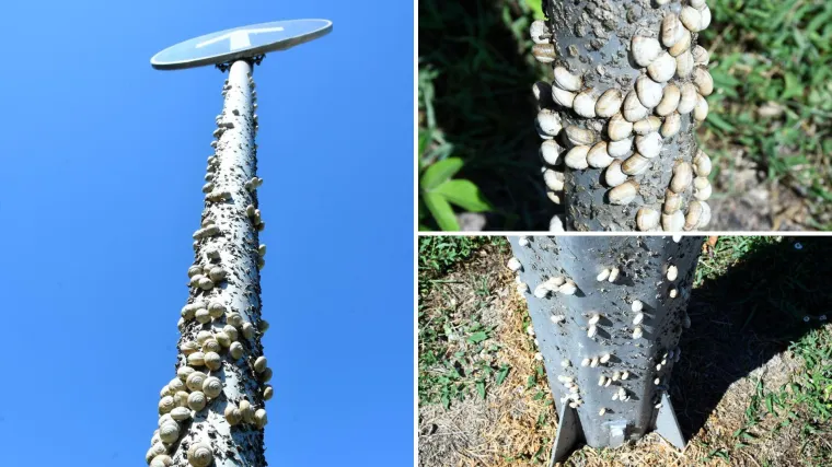 Njima je ovo Zrće: Možete li shvatiti &scaron;to je na gradskom stupu? Gore se odvija pravi party