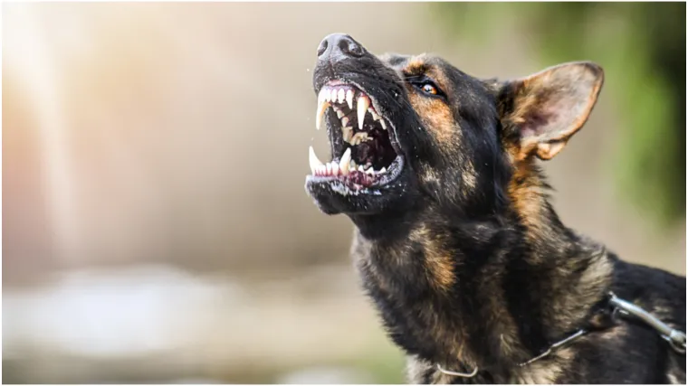 Deset najopasnijih pasmina pasa: Mogu postati ubojiti u rukama neiskusnog vlasnika