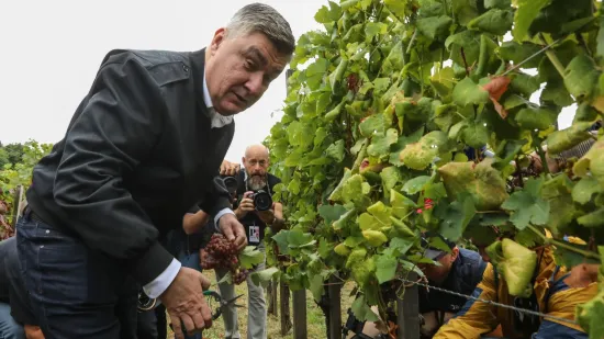 Pogledajte Milanovića u berbi grožđa na Ple&scaron;ivici: Ako ikad napusti politiku...