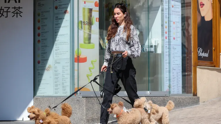 Prizor iz centra Zagreba odu&scaron;evio: Ljepotica i tri razigrane pudlice prolaznicima uljep&scaron;ale dan