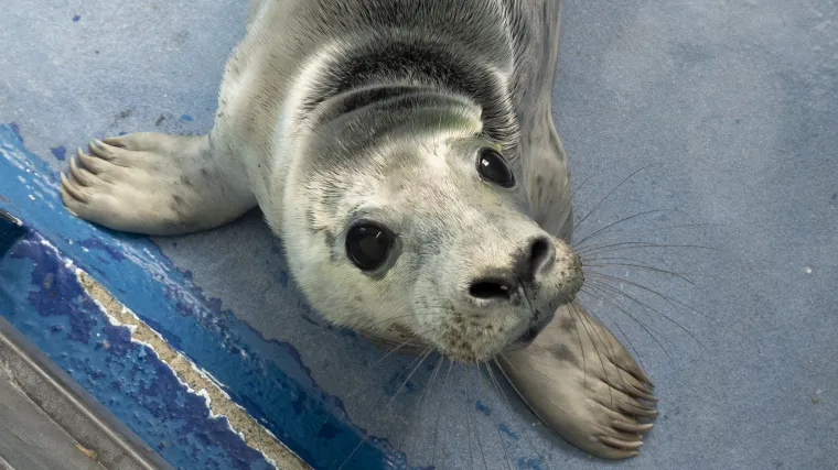 Ovaj mali tuljan spa&scaron;en je iz pakla i pu&scaron;ten u svijet: Njegove okice pune sjaja rastopit će vam srce