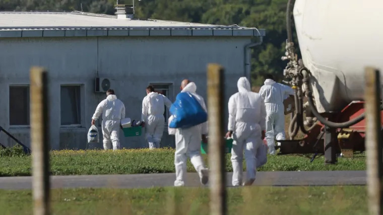 Kreće masovna eutanazija svinja na istoku Hrvatske: Otkriven krivac za &scaron;irenje bolesti