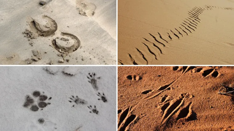 Samo će stručnjaci prepoznati otiske ovih životinja, ali pazite jer pitanja nisu lagana