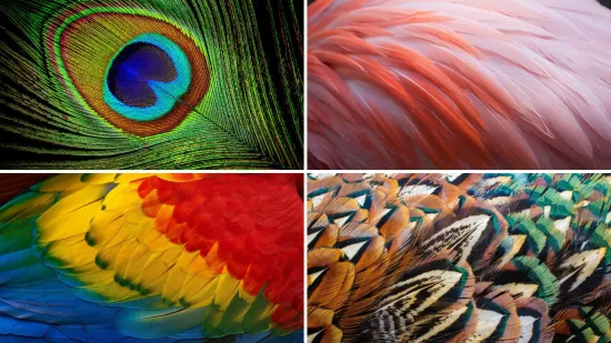 Može&scaron; li prepoznati sve vrste ptica samo prema uzorku pera? Provjeri svoje znanje na kvizu