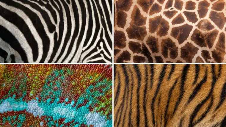 Može&scaron; li prepoznati o kojoj se životinji radi na temelju uzorka njezine kože ili krzna?