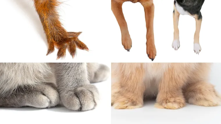 Znalci će prepoznati ove životinje odmah po &scaron;apama, možete li i vi?