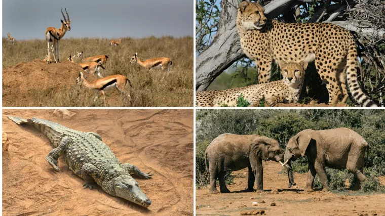 Koliko afričkih životinja može&scaron; prepoznati? Ova pitanja će znati rije&scaron;iti i osnovno&scaron;kolci