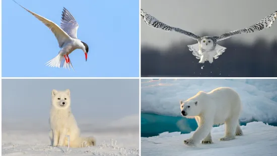 Rijetki će prepoznati sve polarne životinje s fotografija: Dokaži da nije nemoguće