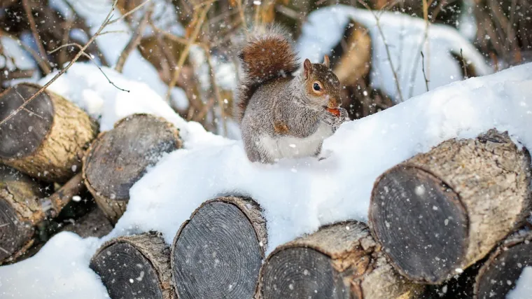 Borba s hladnoćom: 25 nevjerojatnih načina na koje životinje preživljavaju zimu