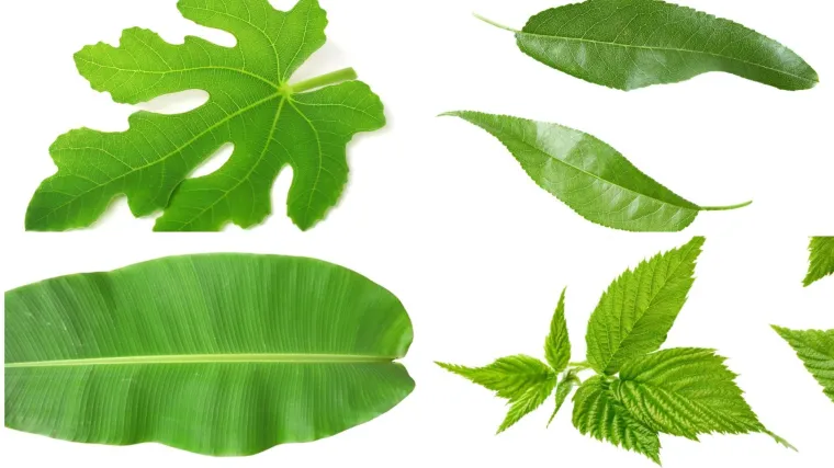 Stvarno si genijalac ako prepozna&scaron; ovo voće po li&scaron;ću: Na nekim se pitanjima lako poskliznuti