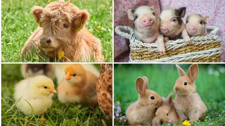 Svi moraju imati barem osam točnih na pitanjima o nazivima mladunaca domaćih životinja