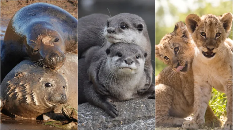 Okice, osmjesi i &scaron;ape oko vrata: Ovi preslatki zagrljaji rastopit će i ona najtvrđa srca