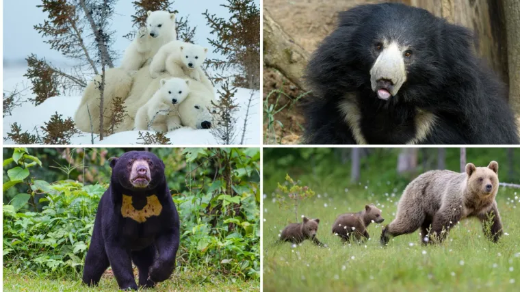 Treba&scaron; li biti stručnjak za životinje da prepozna&scaron; ove vrste medvjeda? Provjeri znanje na kvizu