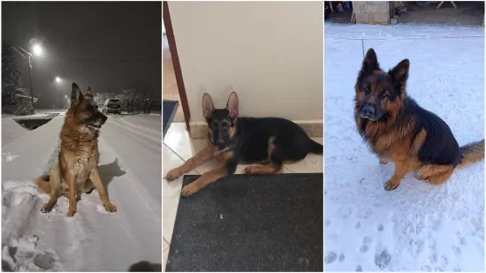 Oprez, o&scaron;tar pas! Ma ne, to su samo fotografije va&scaron;ih divnih njemačkih ovčara!