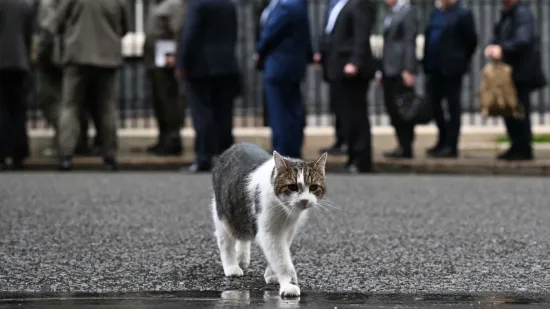 'Prvi mačak' Velike Britanije slavi 15 godina 'na vlasti': Ispratio je &scaron;est premijera, a u jednom je bez premca