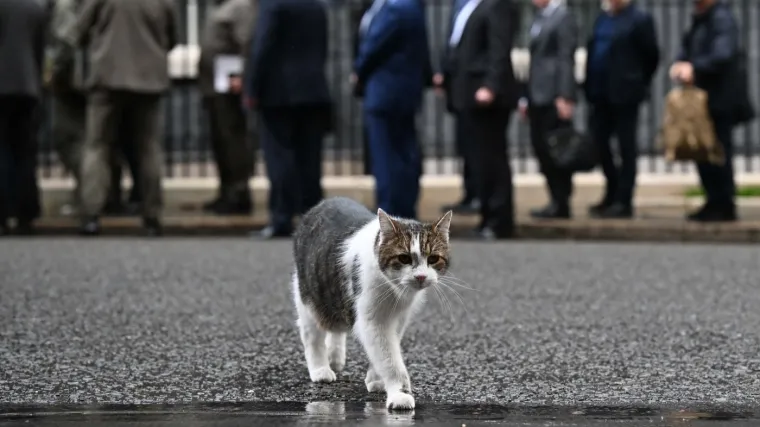 'Prvi mačak' Velike Britanije slavi 15 godina 'na vlasti': Ispratio je &scaron;est premijera, a u jednom je bez premca