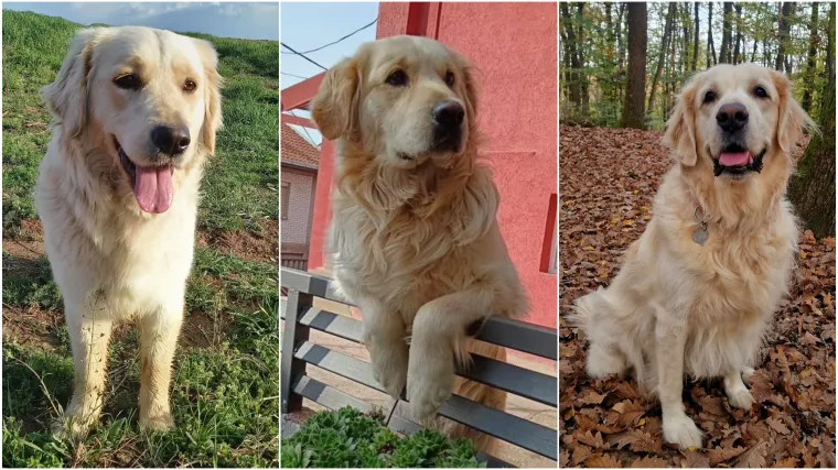 Radost i veselje: Ovih 50 fotografija zlatnih retrivera uljep&scaron;at će vam dan