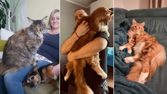 Veliki nježni divovi koji uživaju u maženju: Va&scaron;e ljubimice svakome će izmamiti osmijeh na lice