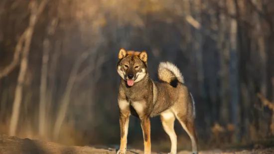 Čovjekov najbolji prijatelj, ali po kojoj cijeni: Ovo su najskuplje pasmine na svijetu