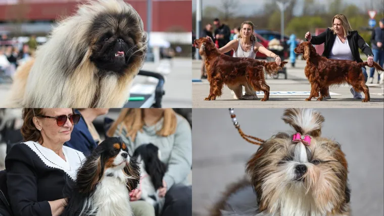 &Scaron;ape, repići i čupava 'slatkoća' na najjače: Ove nju&scaron;ke osvojile su Hrvatsku!