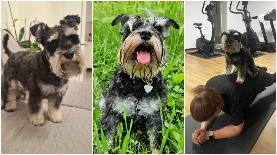 Mudri najbolji prijatelj: Va&scaron;i patuljasti &scaron;nauceri malo koga neće razveseliti