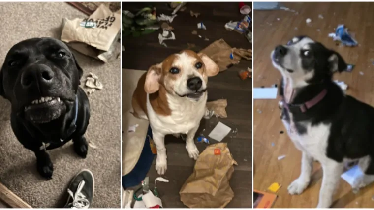 Ostavili pse na pet minuta, a oni uni&scaron;tili sve pred sobom: Njihove 'nevine' face su čisti urnebes