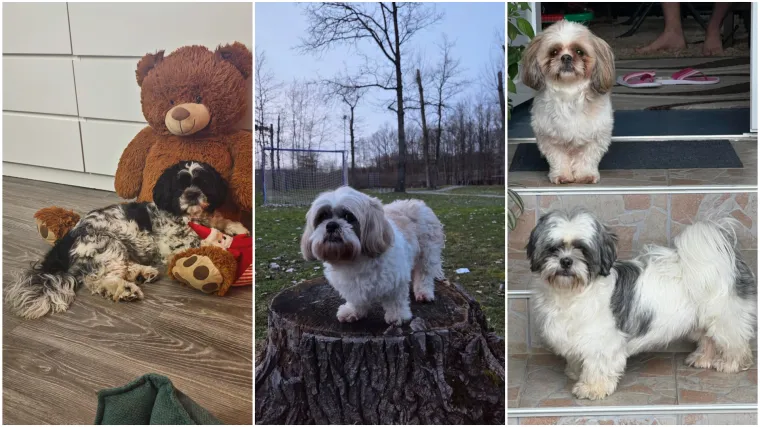 Ova &scaron;armantna pasmina je osvojila va&scaron;a srca: Izdvojili smo 40 koji su nas raznježili