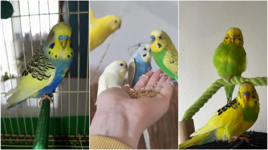 Malo čudo treći je najpopularniji ljubimac na svijetu: Va&scaron;e fotografije ispunile su nam srca