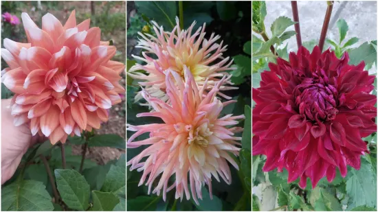 Rasko&scaron;na biljka koja donosi boju: Va&scaron;e kraljice vrtova uljep&scaron;at će svaki dan